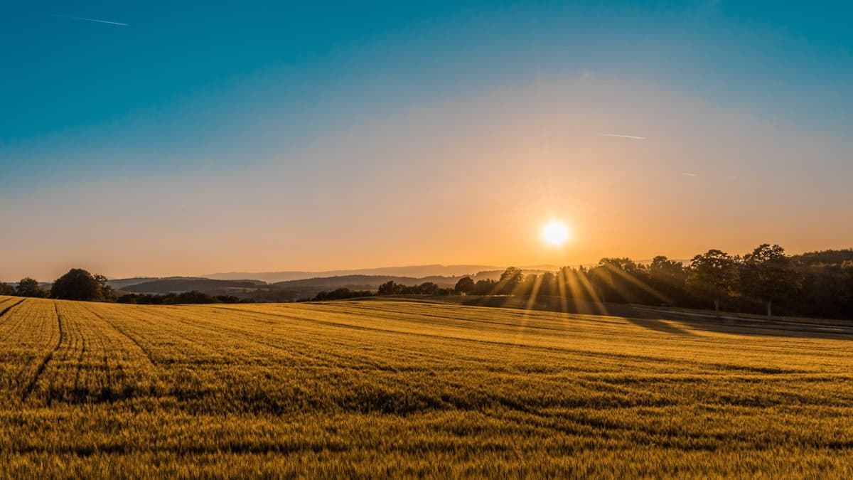 Land in Bihar at golden hour